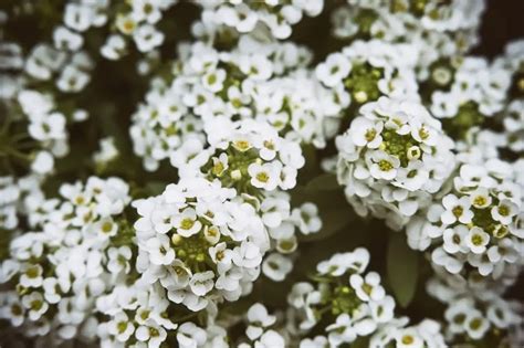 alyssum flower meaning